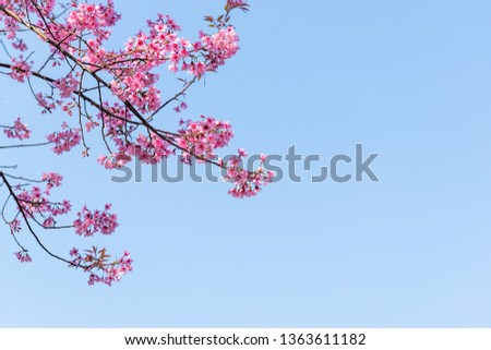 Close up of sakura, cherry blossom flower