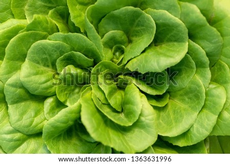 Corn salad, green lettuce leaves background. Valerianella locusta, Rapunzel plant food photo