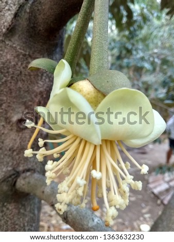 Durian flowers appear directly from the stem (cauliflorous) or old branches at the base (proximal), grouped in essays containing 3-10 florets in the form of flat turtles or panicles. The flower buds a