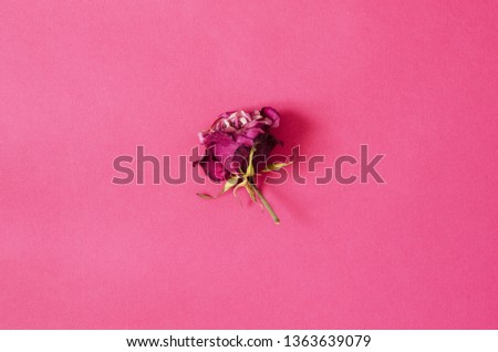One Dried rose flower on pink background. - Image