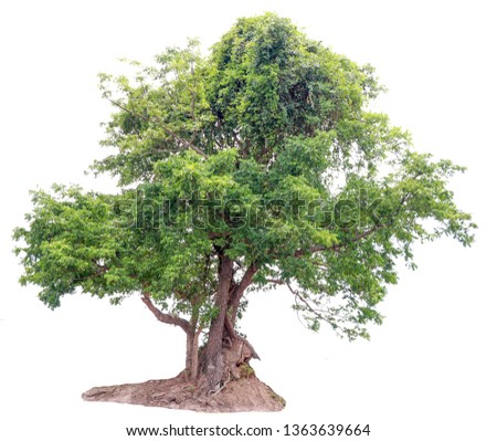 Isolate pictures of green tree. Large perennial on white background. tree dicut at isolated