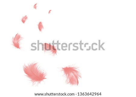 Beautiful group pink feather floating in air isolated on black background