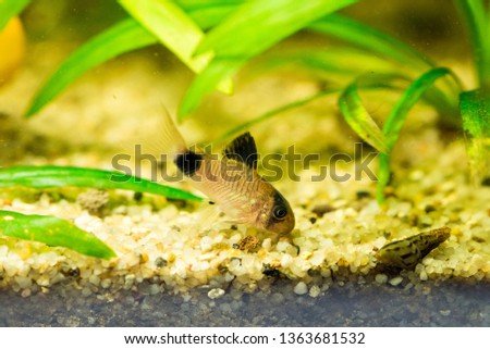 Panda corydoras aquarium fish