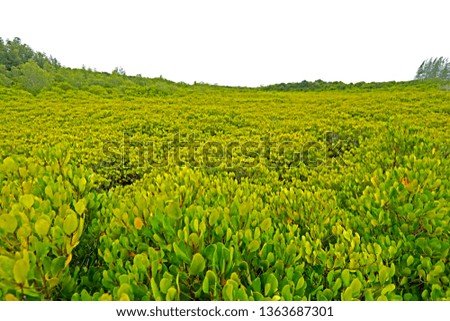 Mangrove forest texture