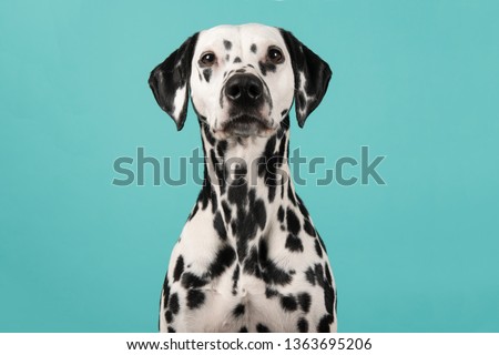 Portrait of a dalmatian dog looking at the camera on a blue background Royalty-Free Stock Photo #1363695206