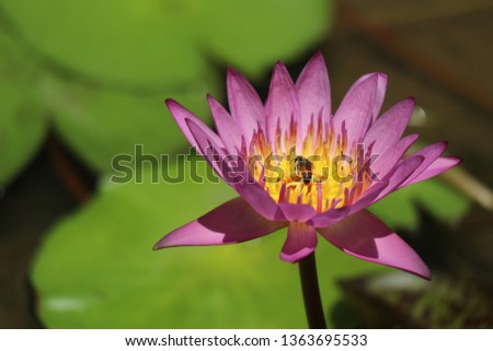 A kind of creature in the lotus