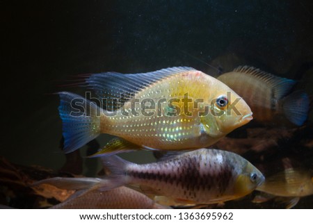 Threadfin Acara (Acarichthys heckelii) beautiful ornamental fish from Amazon