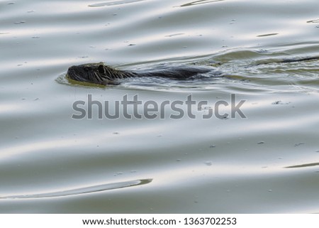 nutria swimming on lake