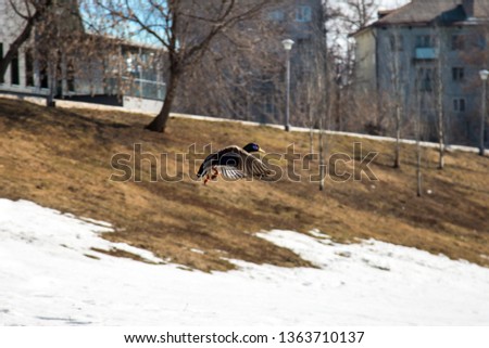 duck flies in a city park