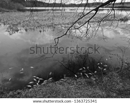 Dead fish in contamined lake due radioactive pollution, black and white photo