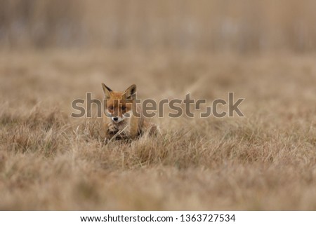 cute red fox in dry grass searching for prey