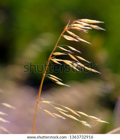 Avena fatua a species of grass in the oat genus or common wild oat growing prolifically is a noxious weed of pastures, paddocks and roadside verges. Royalty-Free Stock Photo #1363732916