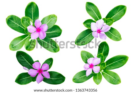 Pink Catharanthus roseus (Periwinkle,Madagascar rosy periwinkle)‎ as background picture.flower on clipping path.