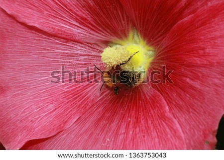 detail picture of honeybee in Germany Europe honey bee sitting on a red flower Pollination