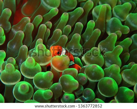 Closeup and macro shot of the Spinecheek Anemonefish or the maroon clownfish inside the bubble tip anemone during a leisure dive in Mabul Island, Semporna, Tawau. Sabah. Borneo.