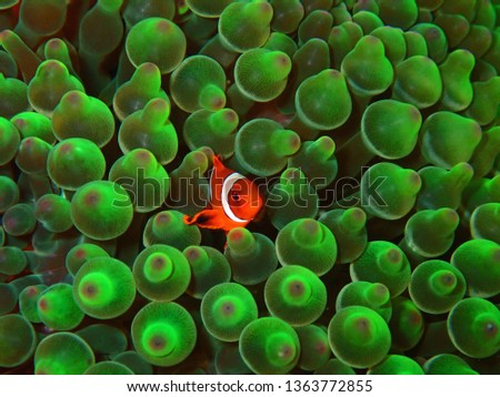 Closeup and macro shot of the Spinecheek Anemonefish or the maroon clownfish inside the bubble tip anemone during a leisure dive in Mabul Island, Semporna, Tawau. Sabah. Borneo. Royalty-Free Stock Photo #1363772855