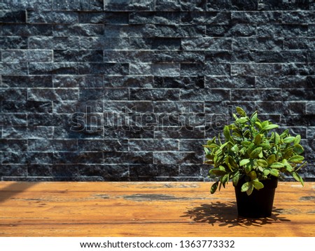 Green plant in black pot on wooden table on grey brick wall background with copy space.