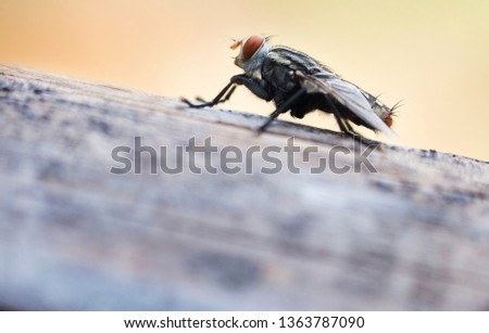 House flies in various natural gestures.Macro pictures of small insects that bring germs to people.