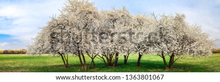 Tree with white blossom in early spring