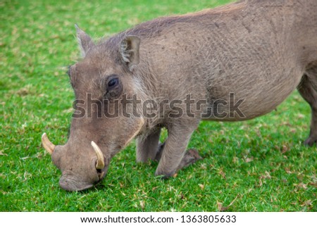 common warthog national parks of namibia between desert and savannah africa