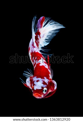Betta fish Koi fish Red White in the aquarium black blackground