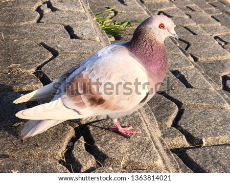 Funny looking brown pigeon