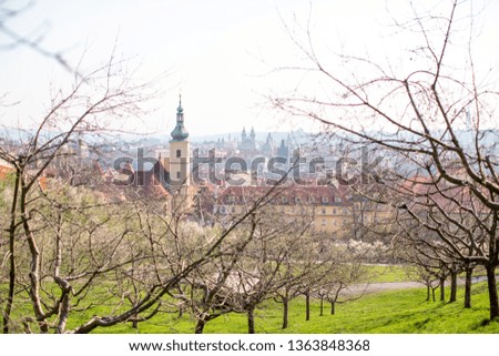 Prague blossom Petrin hill