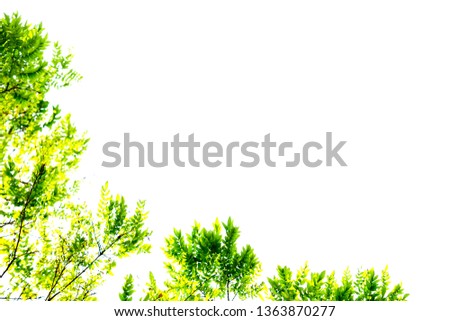 green leaves and branches isolate on white background for abstract texture environment nature,  the concept of love earth for nature image frame design and decoration.