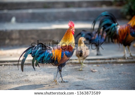 Close-up background view of many sizes of chickens, with blurred movements from walking for food and often living together, some of them are used to make chicken sport, raising for beauty.