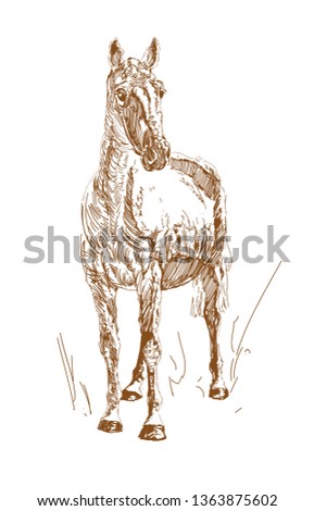 Vector vintage style engraved hand drawn horses. Horse doodle. Farm animal.