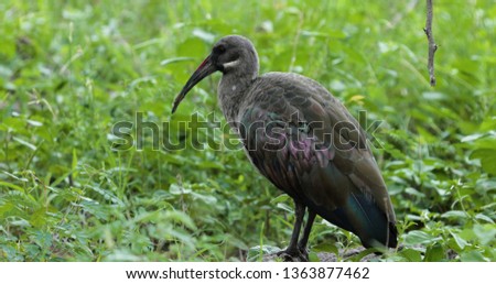 bird hadada ibis in the grass, kruger park, south africa