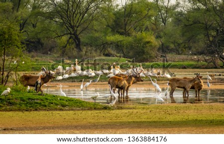 Deers and birds, Bharatpur Bird Sanctuary Royalty-Free Stock Photo #1363884176