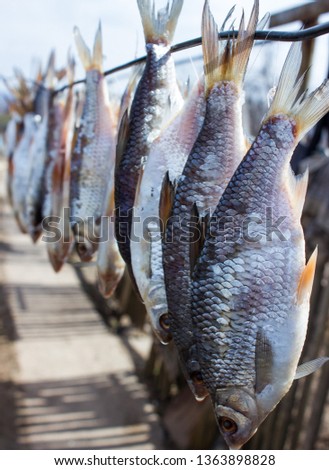 salted fish dry under sun in village, food background
