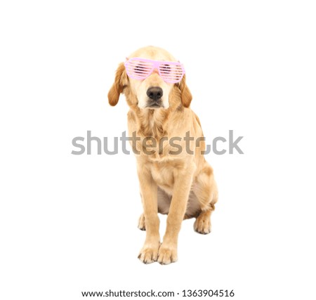 Golden retriever puppy dog wearing pink sunglasses against a white background