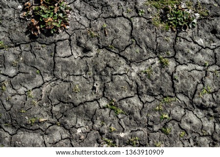 Dry, cracked earth, greens. The concept of drainage of land, lack of fresh water.