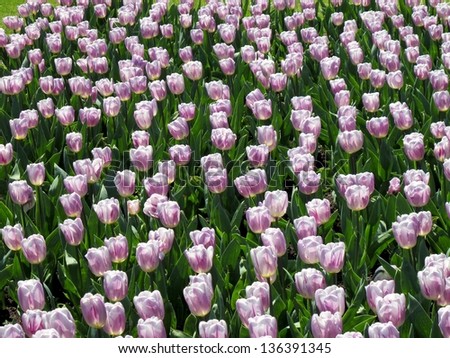 large field of pink tulips in spring
