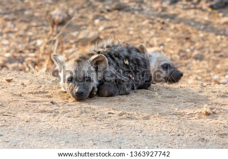 A Spotted Hyena pup in Southern African savanna