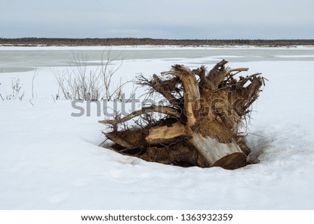Pine root floated to the sandy shore during last year's flood on the river. The trunk was cut down by people for firewood and the root was not needed.