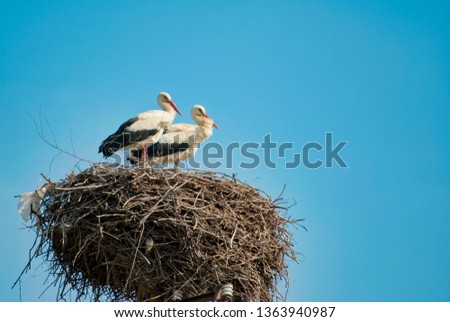 two white storks (ciconia) are standing in the nest