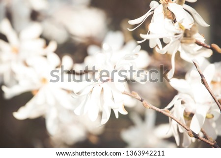 White magnolia wedding background