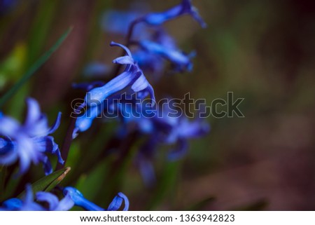 Scilla. April blue flower.