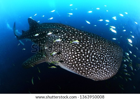 whale shark in derawan