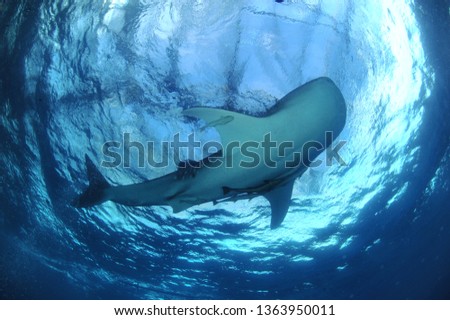 whale shark in derawan