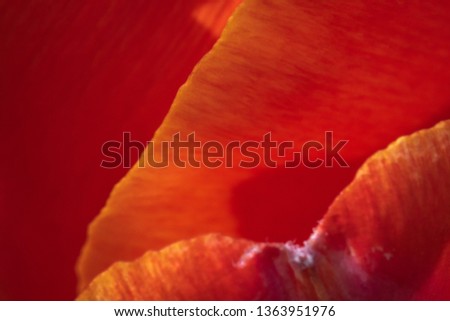 close up of orange tulip petals
