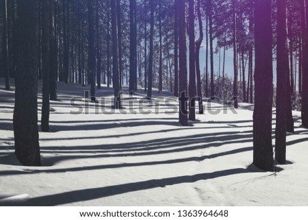 Winter forest. Pure pine forest in sunny weather. Purple sunlight and deep shadows. Beauty winter fairytale.