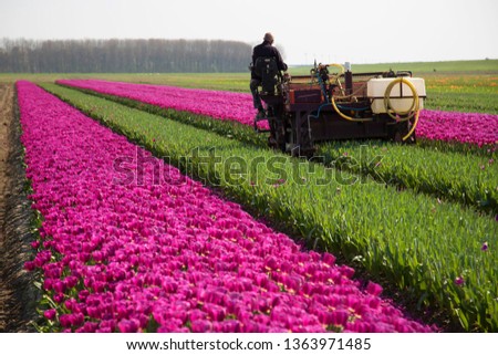 Working agriculture machine to separate the tulips flower-heads of the Tulip bulb, to grow better or enhance the bulb