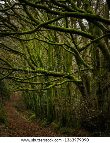 A hiking trail through the woodland at the top of Peak Hill near Sidmouth, East Devon, South West England, United Kingdom.