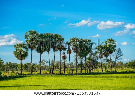 Stock Photo - Row of sugar palm tree in the rice field
