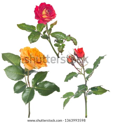 beautiful color roses isolated on white background