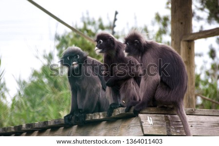Monkeys in nature